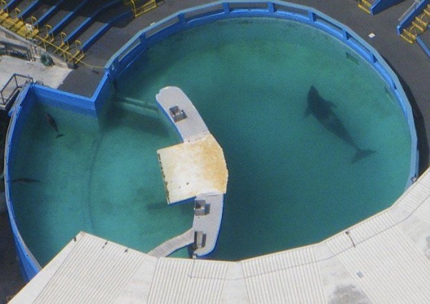 Foto: Reprodução/Facebook - Free Lolita The Orca!