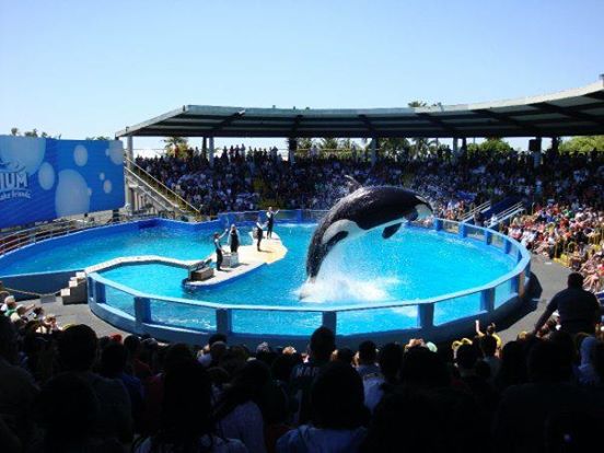 Foto: Reprodução/Facebook - Free Lolita The Orca!