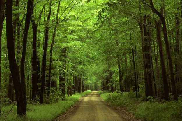 Pnuma lança campanha “Árvores pela Terra”. Foto: Pnuma