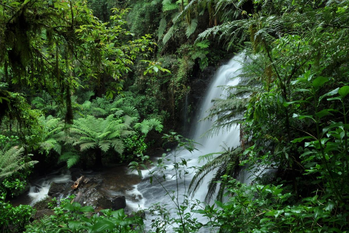 Mata Atlântica. Foto: SOS Mata Atlântica