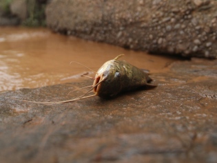 Peixes agonizam nas margens do rio (Foto: Divulgação)