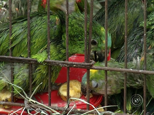 Animais foram resgatados e levados para ONG (Foto: Reprodução/TV TEM)