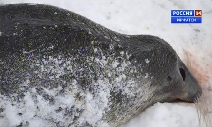 Mais de uma dúzia de focas é assassinada por uma pessoa e despejadas ao lado de um rio perto da cidade russa. (Foto: Vesti.Irkutsk)