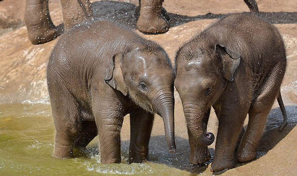 Hari, à esquerda, antes de morrer no zoológico.(Foto: Mercury)