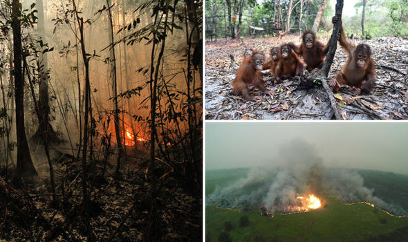 Incêndio forte prejudica floresta preciosa da Indonésia (Crédito: Getty-NC) 