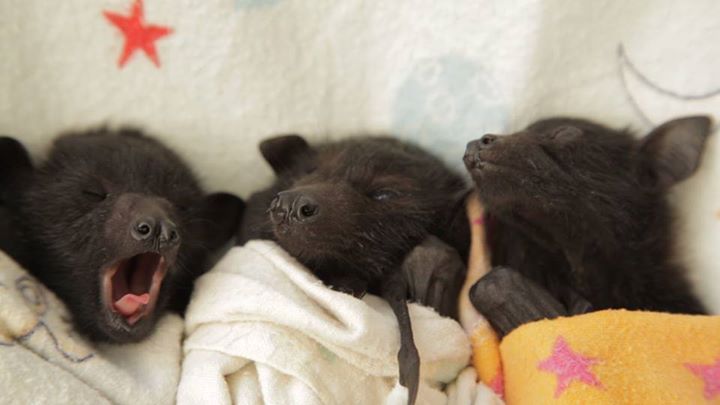 Foto: Facebook/Australian Bat Clinic & Wildlife Trauma Centre 