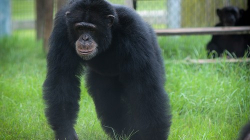 Chimpanzé resgatado e agora em um Santuário (STC) / Jo-Anne McArthur - NEAVS