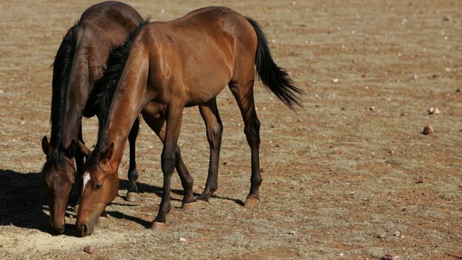 Cavalos selvagens. Foto: Getty Images