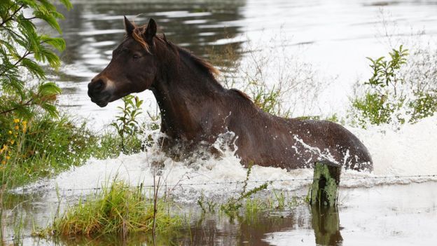 Cavalo selvagem. Foto: Getty Images