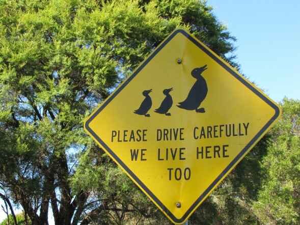 Placa que pode ser utilizada para alertar motoristas. Foto: Divulgação