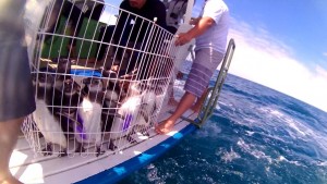 Os animais foram encontrados em praias do Espírito Santo, Bahia e Rio de Janeiro  Foto: Divulgação