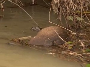 Animais mortos em decorrência da erosão (Foto: Reprodução RBS TV)