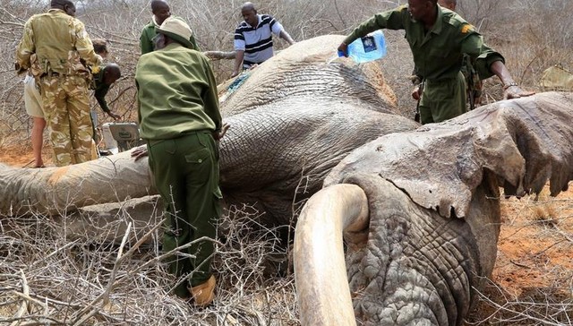 Foto: David Sheldrick Wildlife Trust