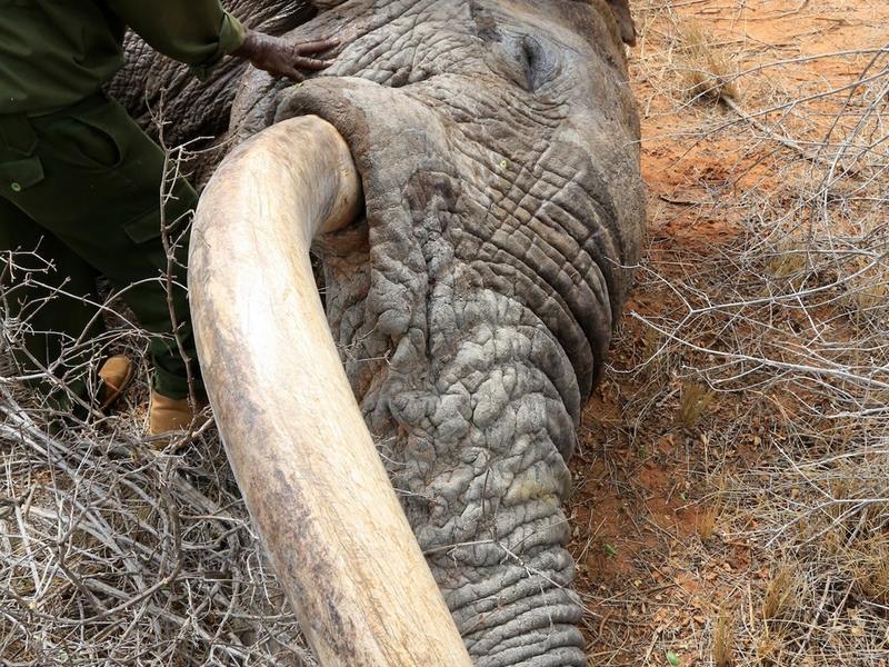 Foto: David Sheldrick Wildlife Trust