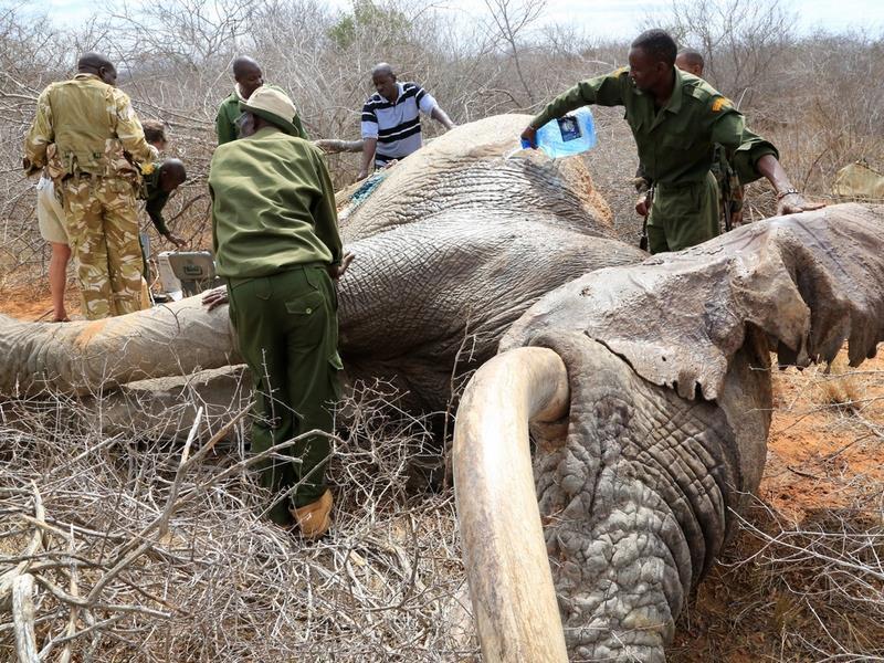 Foto: David Sheldrick Wildlife Trust