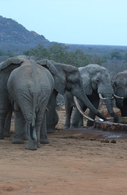 Foto: David Sheldrick Wildlife Trust