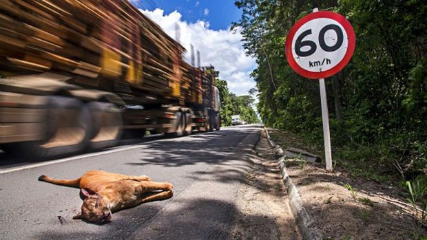 Onça-parda atropelada às margens da BR-101, em uma das áreas de mata atlântica mais preservadas do país (Foto: Leonardo Bercon/BBC)