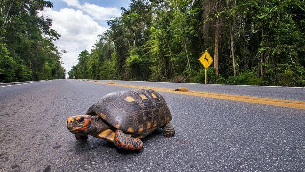 Jabuti-tinga, espécie ameaçada, se arrisca na tentativa de atravessar a BR-101; perspectiva de 25 milhões de km de novas rodovias no mundo até 2050 exige ação urgente, afirmam especialistas (Foto: Leonardo Mercon/BBC)