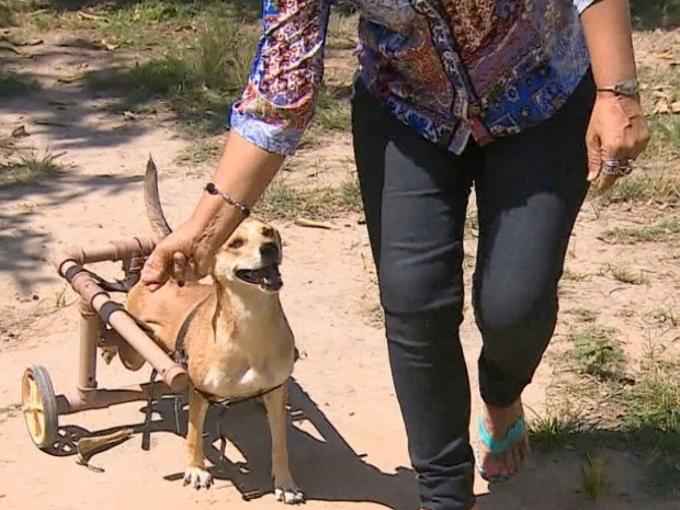 A cadela Luz consegue correr pelo quintal após receber a cadeira (Foto: Reprodução/TV Vanguarda)