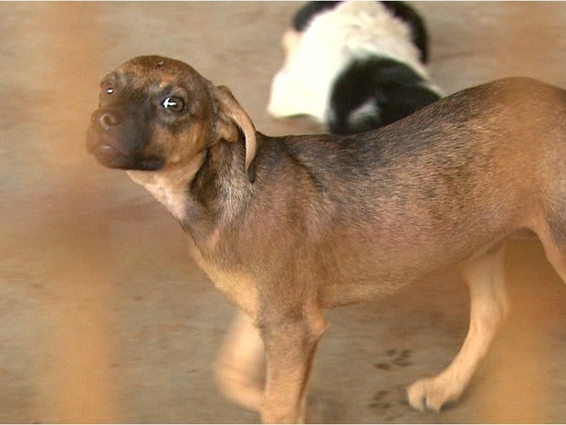 Coordenadoria de Bem Estar Animal castra 300 cães e gatos gratuitamente (Foto: Mauricio Glauco/EPTV)