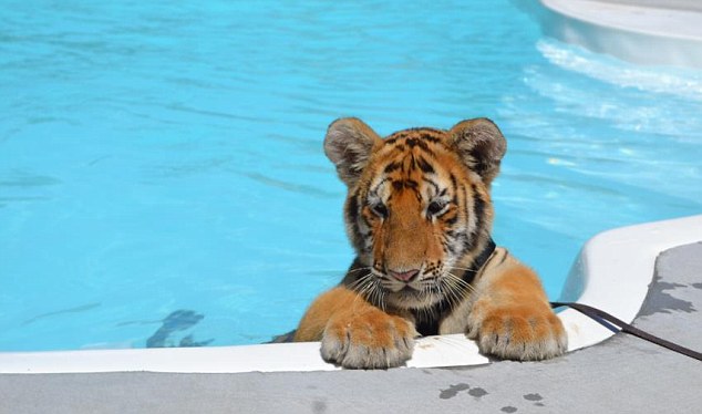 Filhotes foram vistos chorando e tentando sair da piscina. Foto: Daily Mail