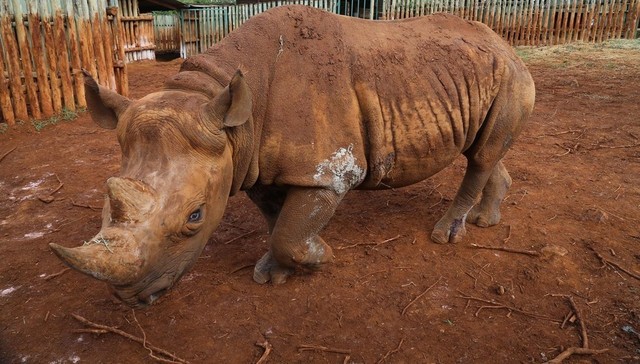 Foto: David Sheldrick Wildlife Trust