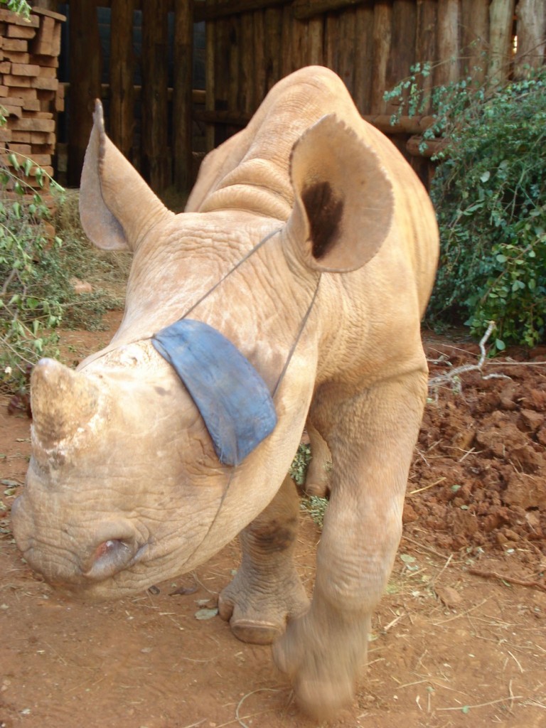 Foto: David Sheldrick Wildlife Trust