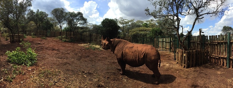 Foto: David Sheldrick Wildlife Trust