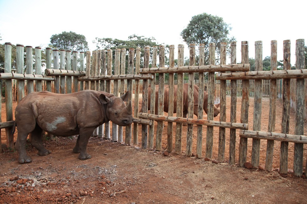 Foto: David Sheldrick Wildlife Trust