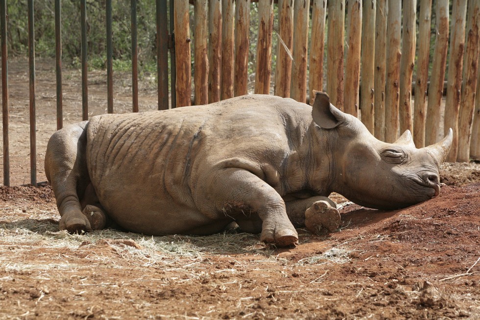 Foto: David Sheldrick Wildlife Trust