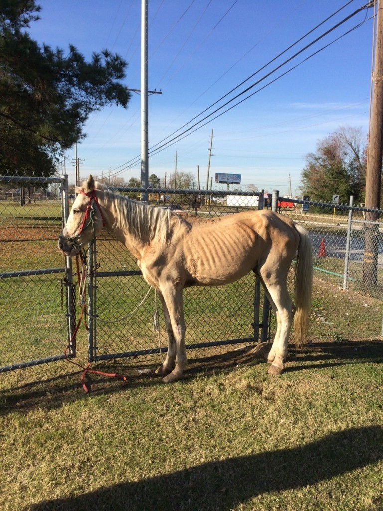 O cavalo Monty, fotografado por Baimbridge. "Nunca pensei que seria tão afetado por um cavalo", disse ele. Foto: The Dodo