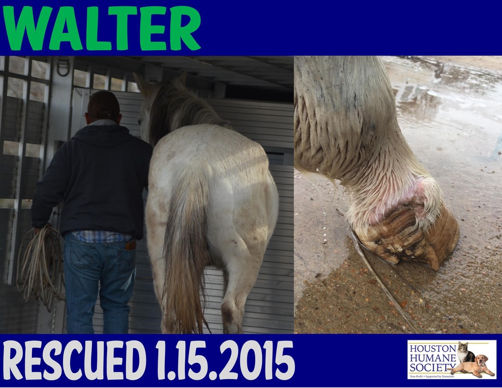 Walter, que foi resgatado pela HHS. Foto: Houston Humane Society