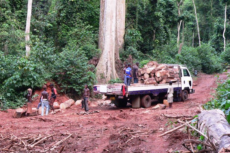 Desmatamento ilegal na reserva florestal Krokosua Hills no Gana. Foto: Nicole Arcilla