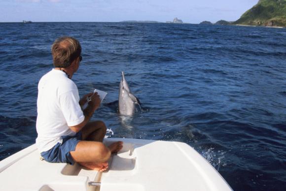 O projeto Golfinho Rotador completa 25 anos de trabalhos voltados para a preservação da espécie e da natureza no arquipélago Fernando de Noronha. Foto: Divulgação/ Projeto Golfinho