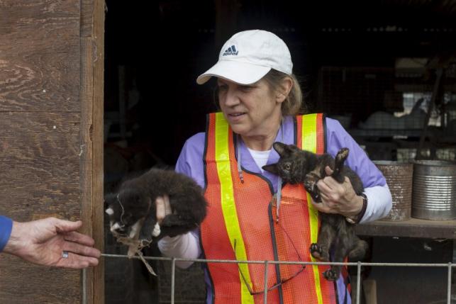 Veterinária voluntária Patricia Andrade resgata gatos na Califórnia.REUTERS/David Ryder