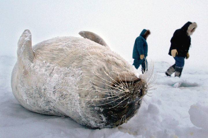 Corpo de foca morta, com caçadores inuit ao fundo, Lew Philip e Joshua Kango, em Frobisher Bay, Nunavut (2003). Foto: Kevin Frayer/The Canadian Press