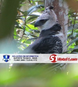 Ave rara fotografada nas matas da Veracel- foto: Costa-Araujo