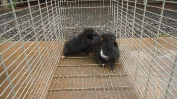 Cinco filhotes de cachorro-vinagre foram encaminhados ao Cras de Campo Grande