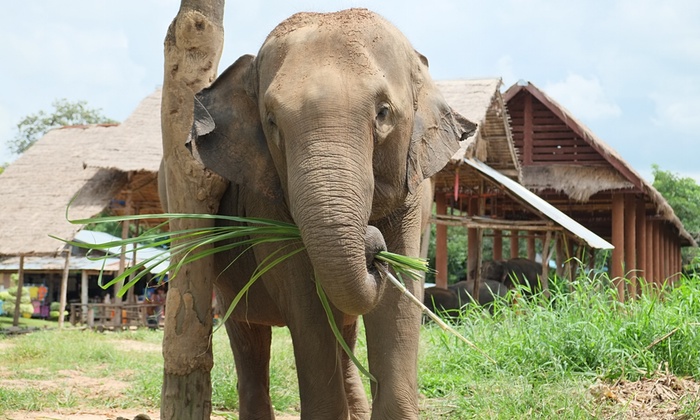 Elefante preso junto à casa de treinador, na Tailândia. Foto: Matthew Richards/Demotix/Corbis 