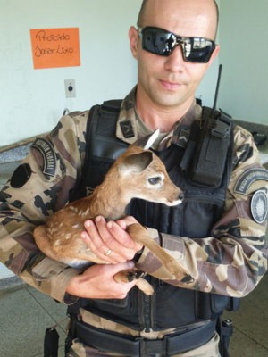 Veado campeiro que foi resgatado ao fugir de incêndio no DF (Foto: Polícia Militar/Divulgação)