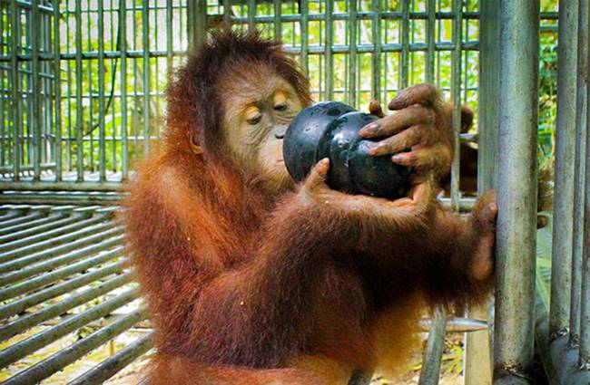 Foto:  The Orangutan Project