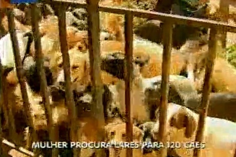  Legislação permite no máximo cinco animais domésticos em casa Record Minas 