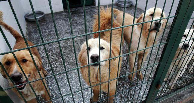 Cães da raça Golden Retriever em abrigo no bairro de Basaksehir, em Istambul. Foto: Daily Sabah  ERKAN SEVENLER