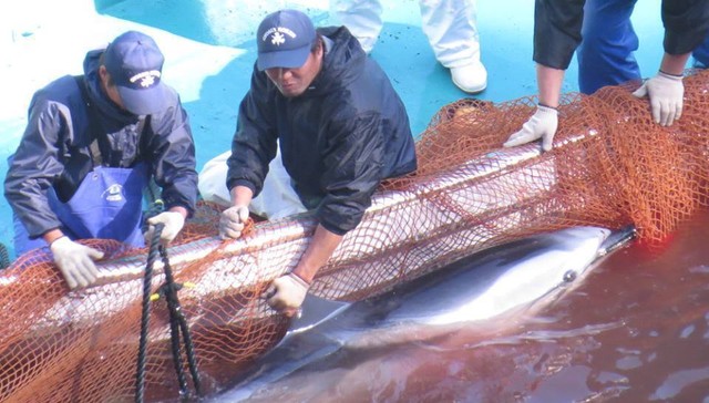 Foto: Divulgação/Facebook/Sea Shepherd Cove Guardians Page 