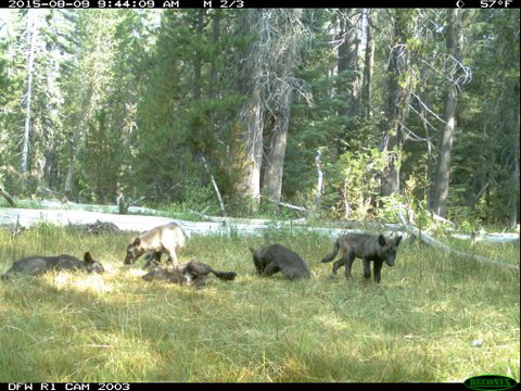 Foto: California Department of Fish and Wildlife