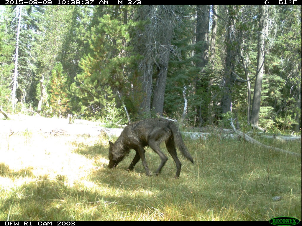 Foto: California Department of Fish and Wildlife