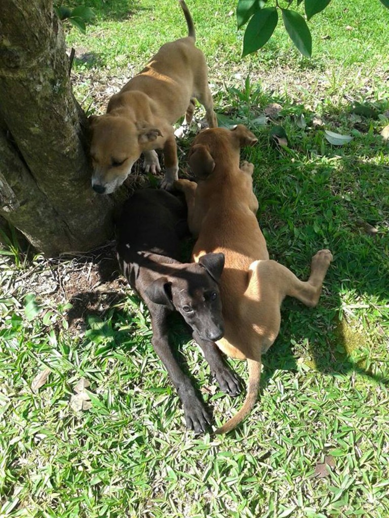 Voluntários da Viralate contam com a ajuda da comunidade na defesa dos animais. Foto: Divulgação