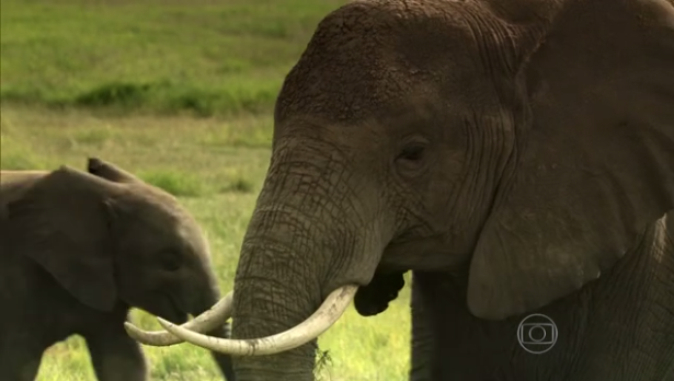 Foto: Reprodução/ TV Globo