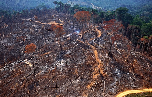 Área de desmate recente na Amazônia. Foto: Araquém Alcântara/Imazon