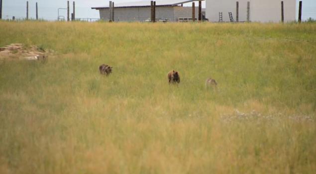 Os ursos podem correr livres agora, no santuário. Foto: PETA